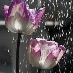 Flowers in the Rain   How I know I know     Sat, August 18, 2007