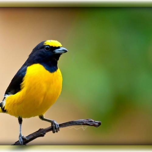 Suara Burung