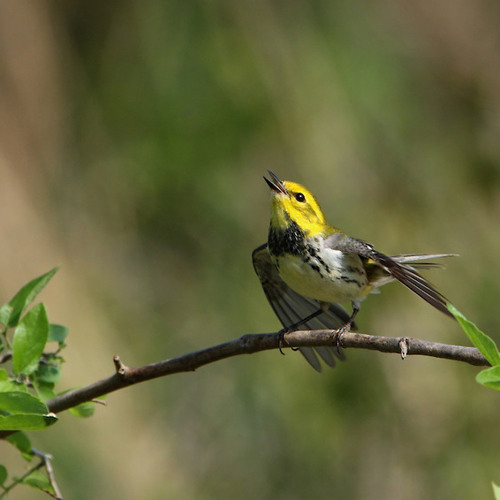 Download Suara Burung Blackthroat 1 By Pecinta Hewan Listen To Music