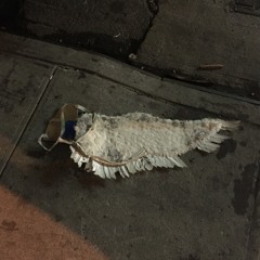 Exile on 14th Street