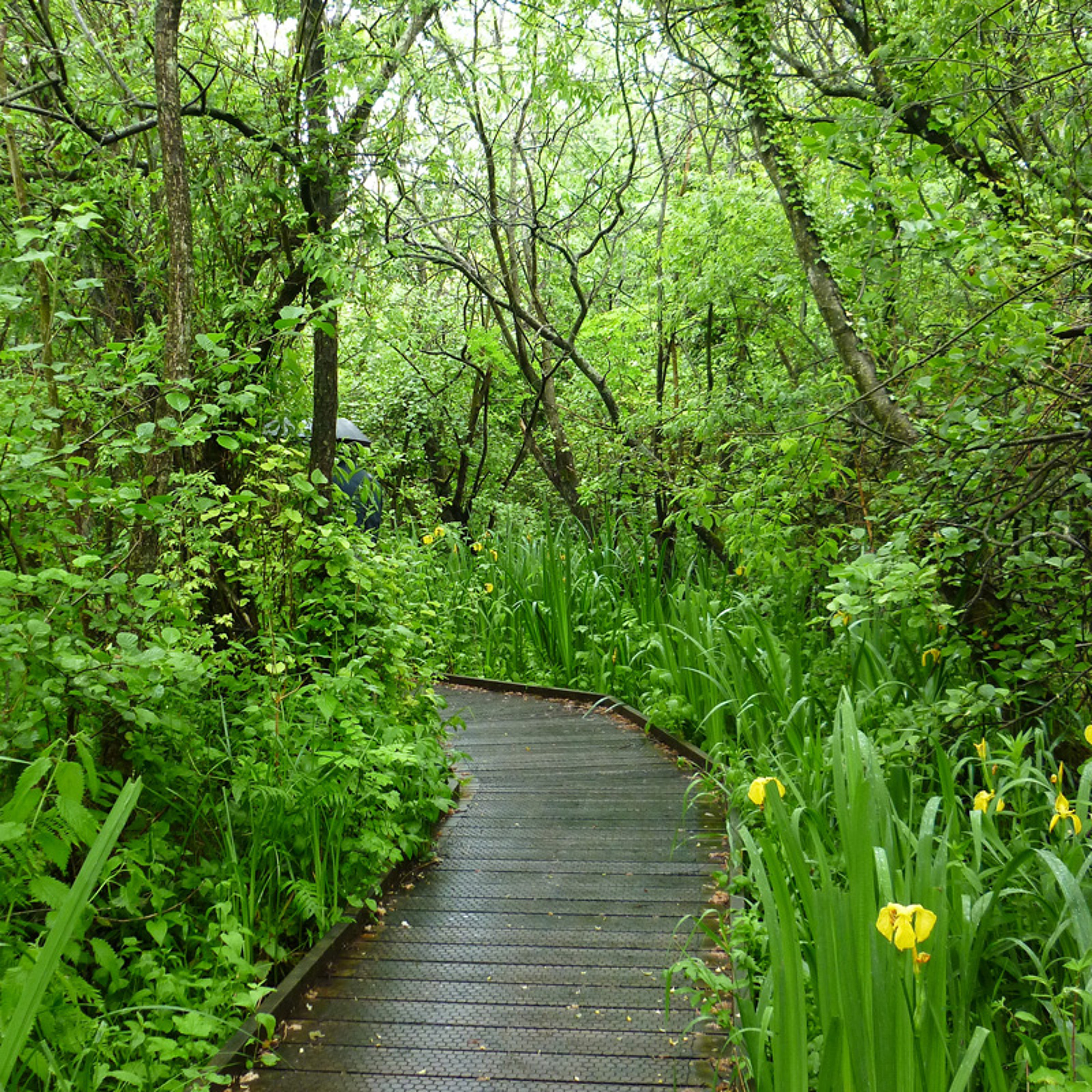 Ranworth Broad 1 20150613 1525