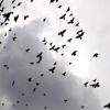 Murmurations Murmurations