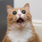 Maroon 5 - One More Night (Cat Remix)