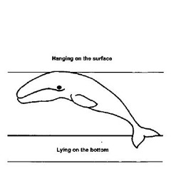 August_9_Sleep_Whale