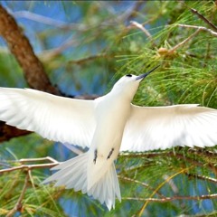 ▶ DJ MEKA - LIL DARLING By Matthew =Emma =Fangataia