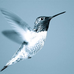 Fly