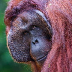 Orangutan calling, Danum Valley, Borneo
