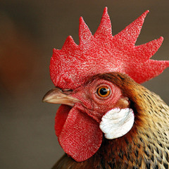 The Disturbing Ways America Keeps Up With Its Demand for Meat