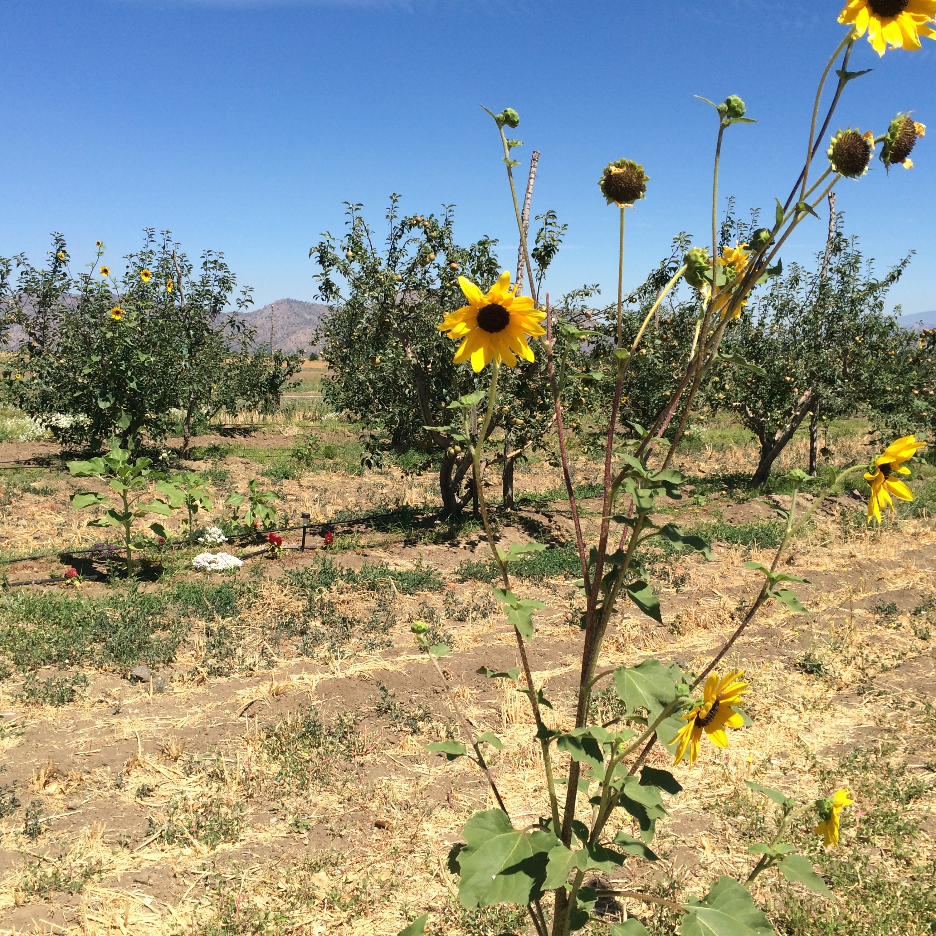 S1E02 Alex Weiser from Weiser Family Farms, Tehachapi, California episode artwork