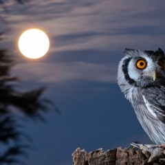 Anti - Materialistic Owl