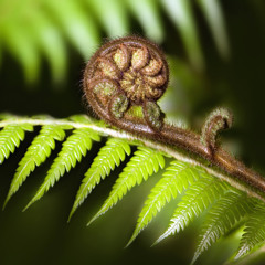 Tomoe Koru