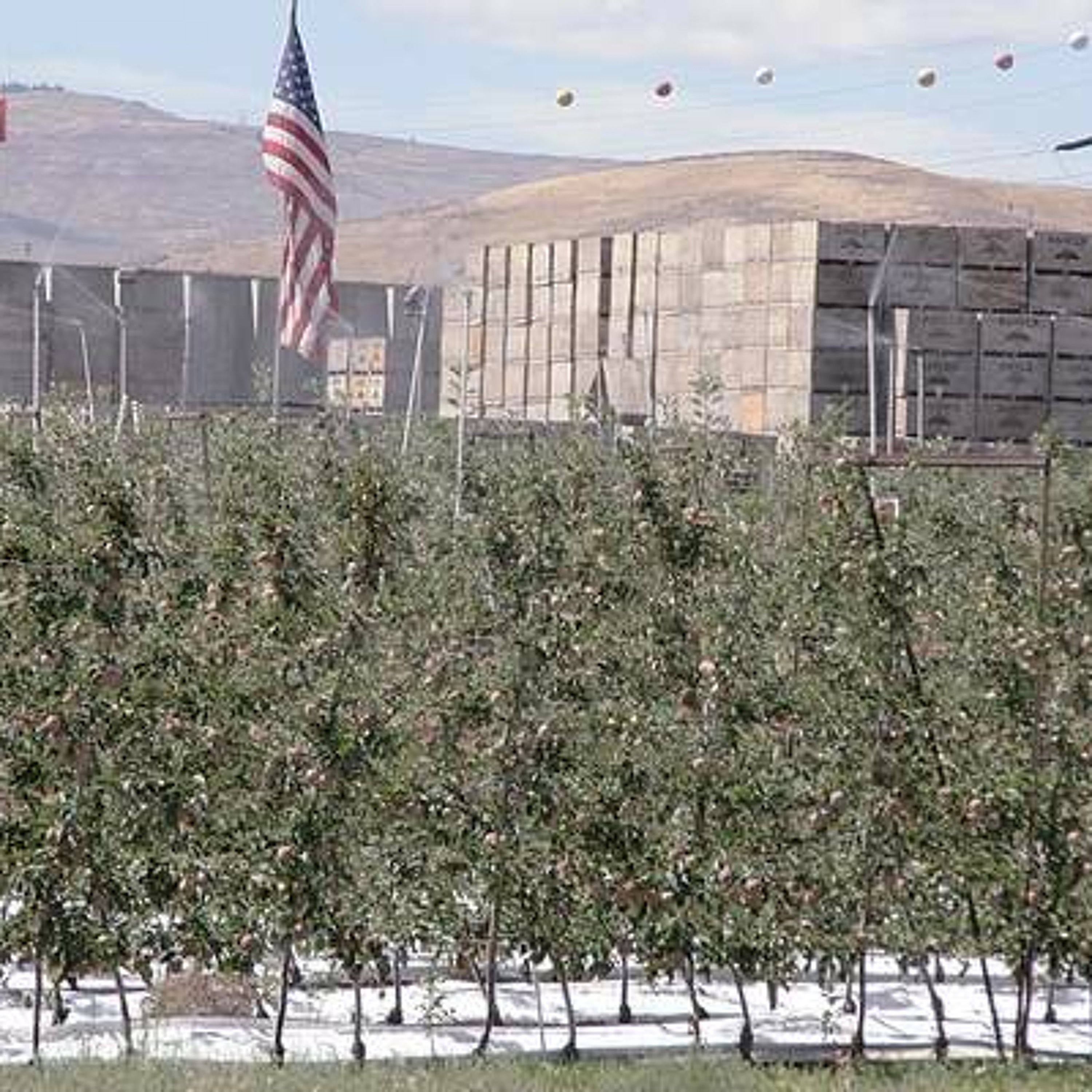 Price rebound predicted for Washington apples. Ag Minute for Aug 11, 2015 episode artwork