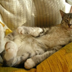 Mix: Dub/Chill/Downtempo