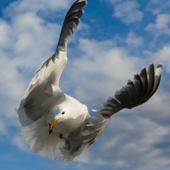 Eden Code- Birds Gone Wild ( Instrumental)