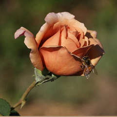 Wonderful Tonight (For Joanne)