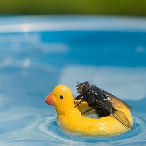 Bees & Things & Flowers