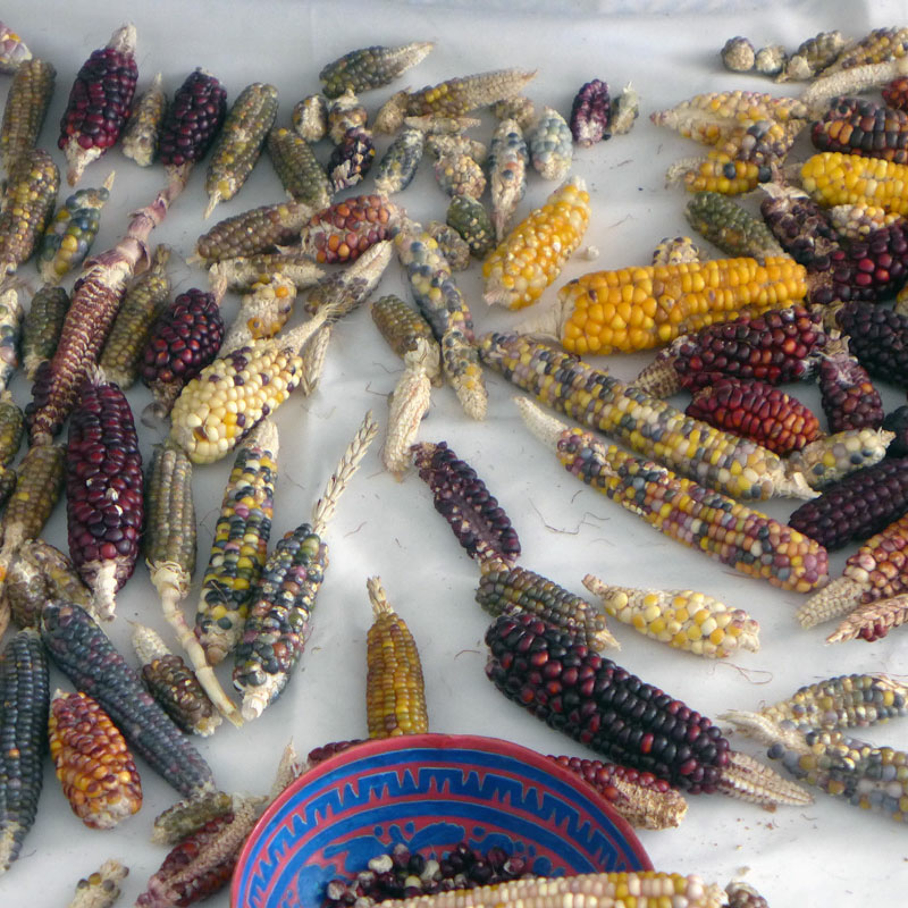 Seed Story Broadcasts