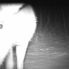 Waxahatchee - Swan Dive (Cover)