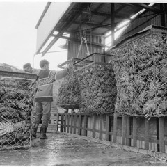 Bad Moon Risin Wrong