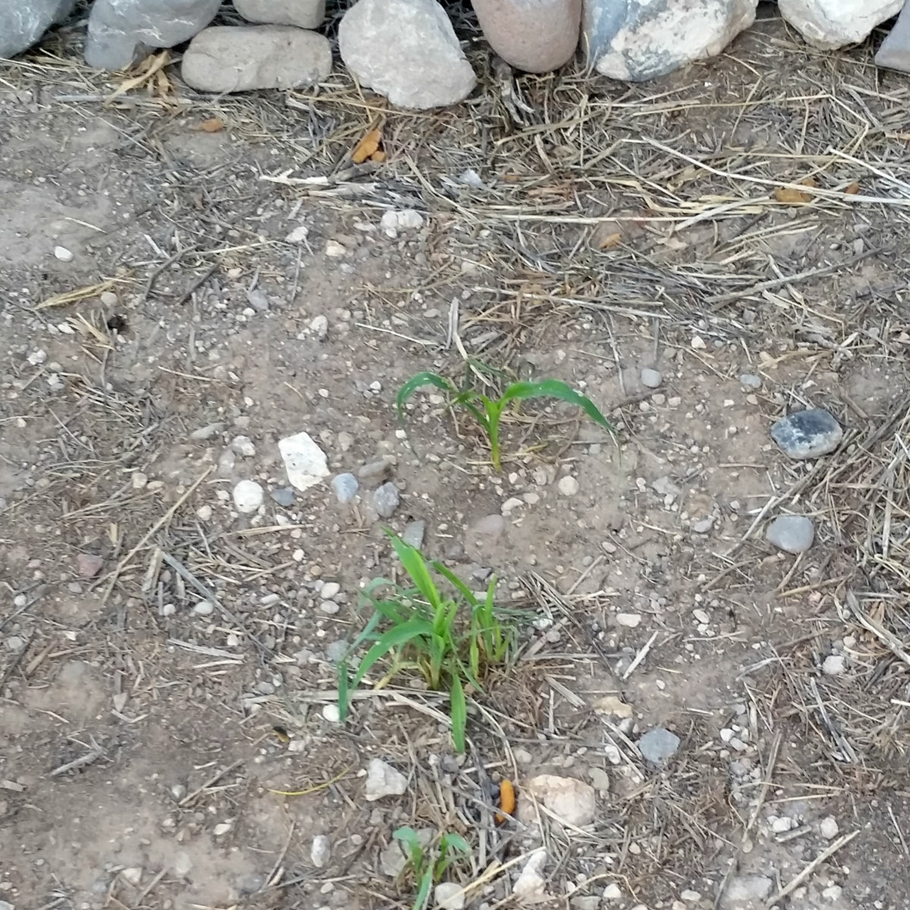 Seed Story Broadcasts