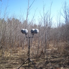 Young Forest In Spring Demo