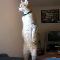 STANDING CAT