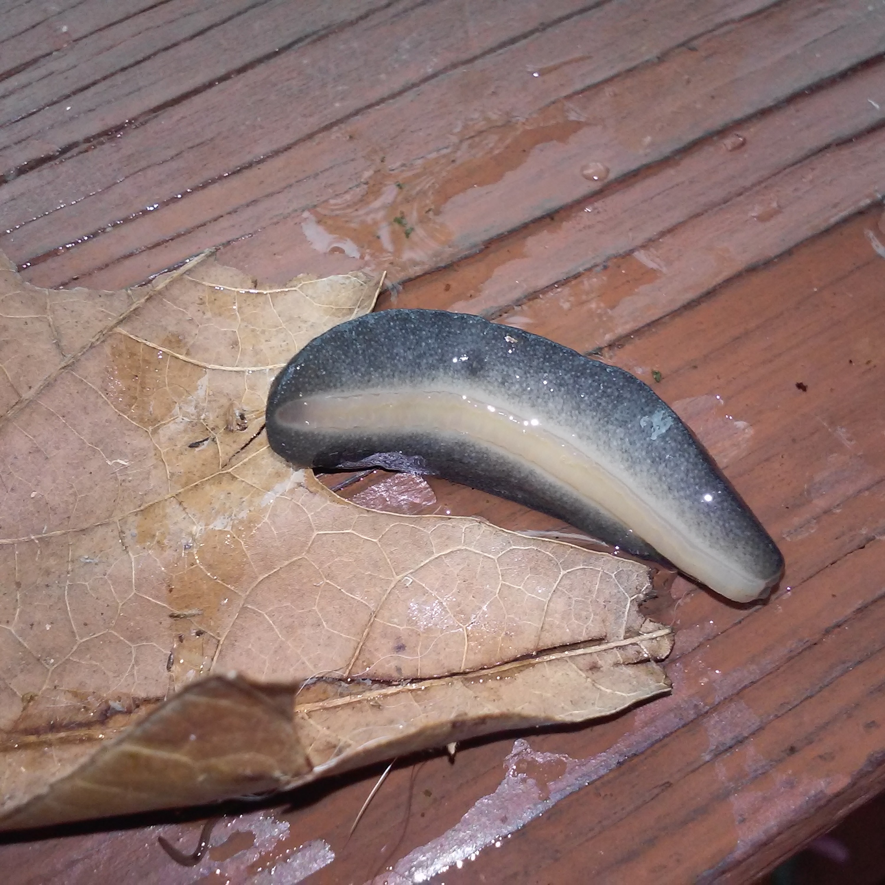 UNIVERSE / AXIS / CHAMBER