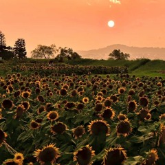 Lament Of Sunflowers