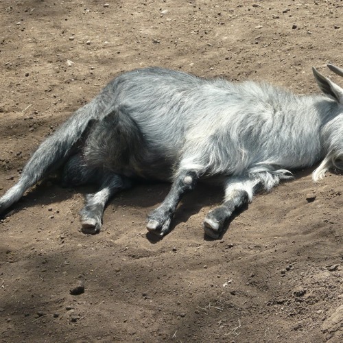 Stream MY POEM ''A RESURRECTED DEAD GOAT''. by Kwame Dadzie Listen