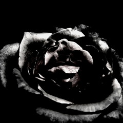 everyday (08-12-15) ema