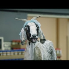 Screaming Goat