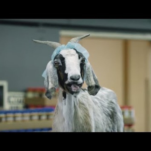 Screaming Goat