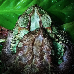 Incilius coniferus | Green Spiny Toad
