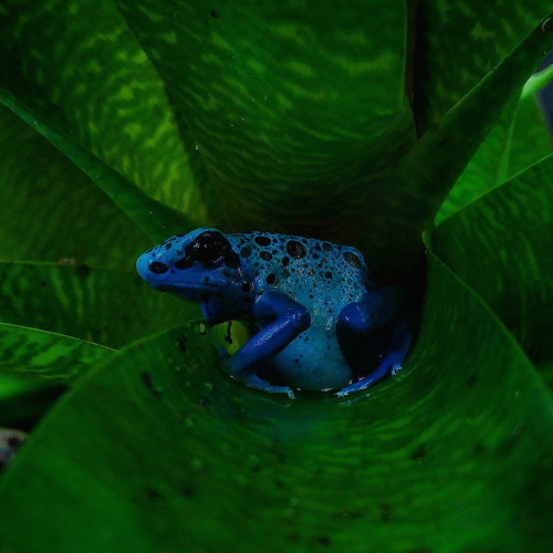 Dendrobates tinctorius (azureus) | Tinging Poison Frog