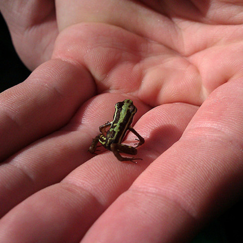 Epipedobates tricolor | Phantasmal Poison Frog