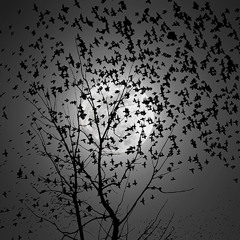 The Birds Of The Night