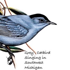 Grey Catbirds Singing In SW Michigan