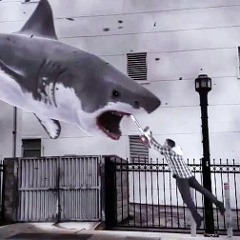 Shark Out The Water