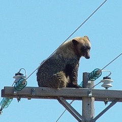 Dser - Electric Bear (dser029)