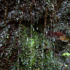 Waterdrip Okutama Sample