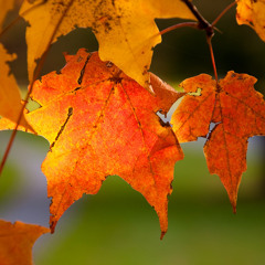 Golden Leaves (Passenger Cover)