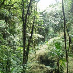 Baakir - Jungle Fever Dub