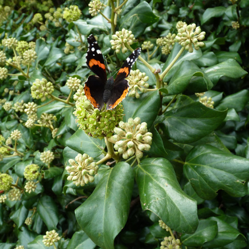 Stream Invasive Species Spotlight English Ivy by NatureServe Listen