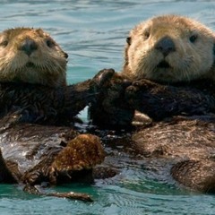 TWO OTTERS 2