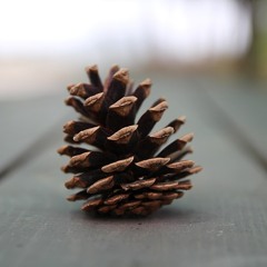 Passion For Pinecones (ftr Indigo)