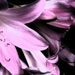 "Belladonna Dub" [Michael Ash Sharbaugh and Steve Vercelloni]