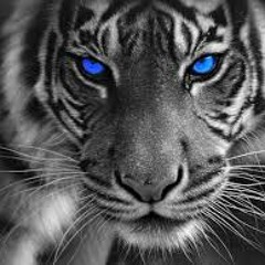 Zerakie - Eye Of The Tiger