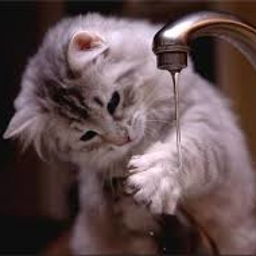 Rửa Mặt Như Mèo - Bé Bào Ngư