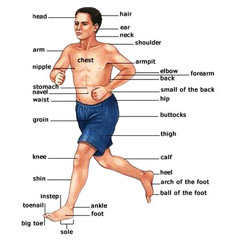 Body Parts