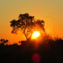 Where's the tea at?!